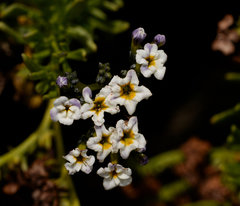 Heliotropium stenophyllum