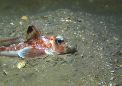 Eutrigla gurnardus