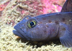 Thorogobius ephippiatus
