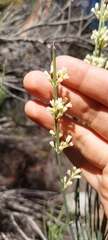 Retanilla ephedra