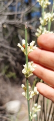 Retanilla ephedra