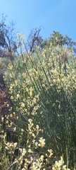 Retanilla ephedra