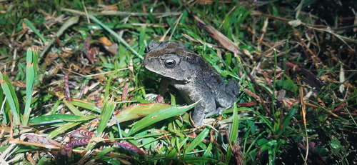 Asian Common Toad