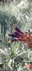 Puya coerulea