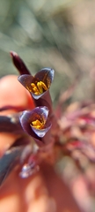 Puya coerulea