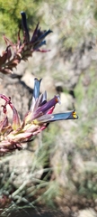 Puya coerulea