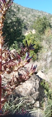 Puya coerulea