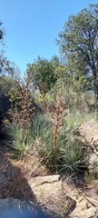 Puya coerulea