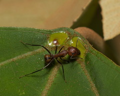 Camponotus nicobarensis