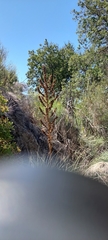 Puya coerulea