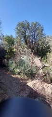 Puya coerulea