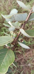 Psidium grandifolium