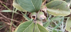 Psidium grandifolium