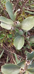 Psidium grandifolium