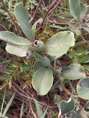 Psidium grandifolium