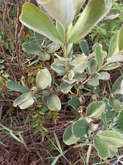 Psidium grandifolium