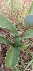 Psidium grandifolium