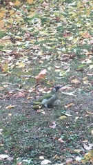 Picus viridis