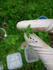 Callitriche hamulata