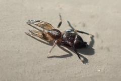 Hitobia unifascigera