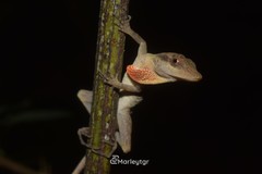Anolis tropidogaster