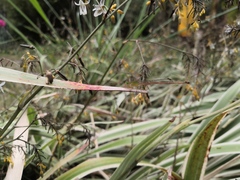 Ceriagrion auranticum