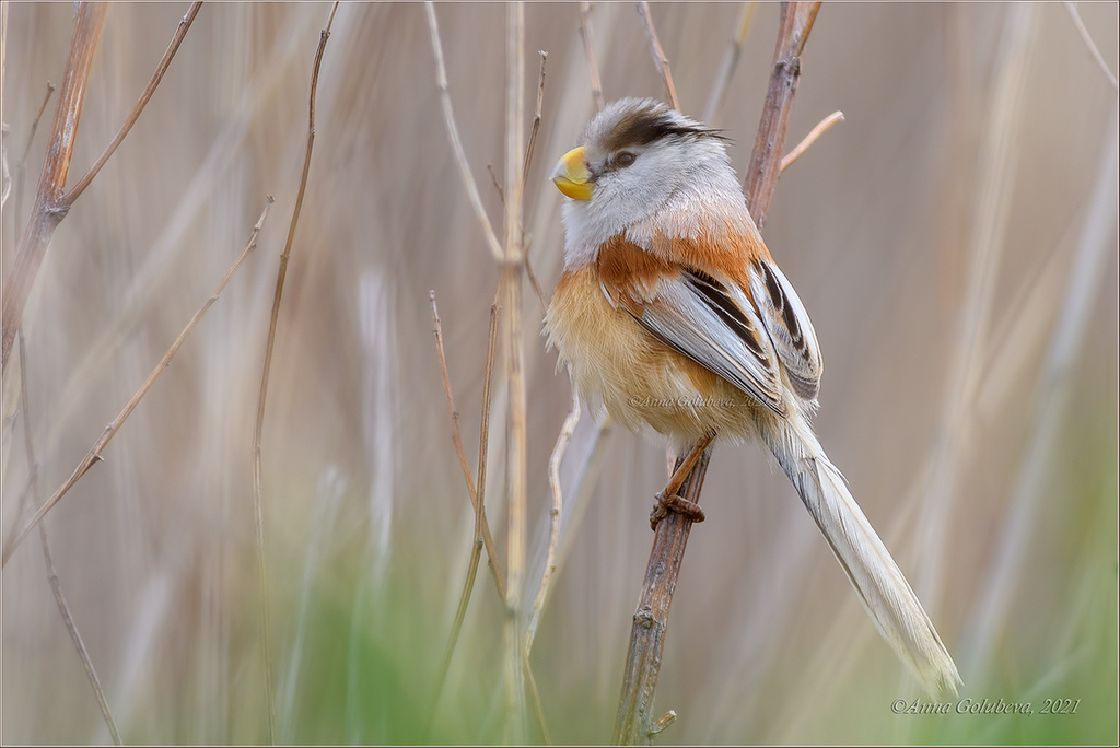 Reed Parrotbill photo