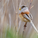 Reed Parrotbill - Photo (c) Анна Голубева, some rights reserved (CC BY-NC-ND), uploaded by Анна Голубева