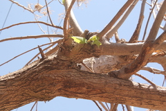 Heliocarpus terebinthinaceus