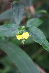 Aneilema aequinoctiale