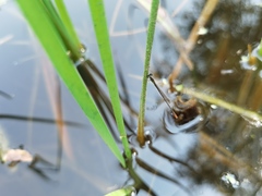 Agriocnemis pygmaea