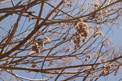 Heliocarpus terebinthinaceus