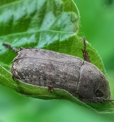 Adoretus compressus