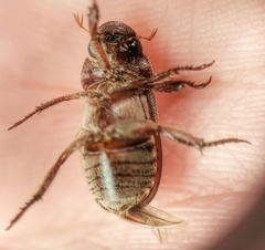 Adoretus compressus