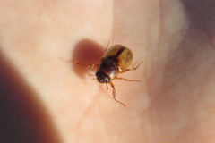 Phyllophaga bruneri