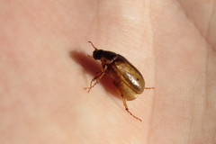Phyllophaga bruneri