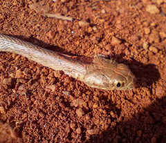 Thamnodynastes sertanejo