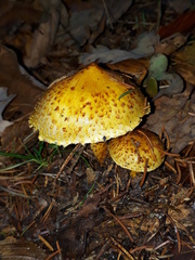 Pholiota jahnii