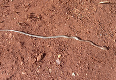 Thamnodynastes sertanejo