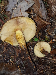 Pholiota jahnii