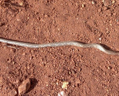 Thamnodynastes sertanejo