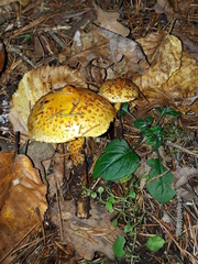 Pholiota jahnii
