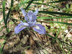 Iris macrosiphon