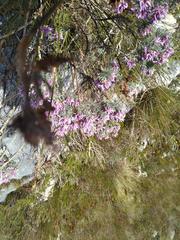 Amphithalea ericifolia