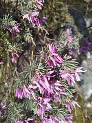 Amphithalea ericifolia