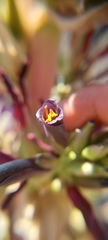 Puya coerulea