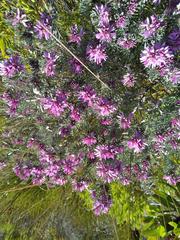 Amphithalea ericifolia