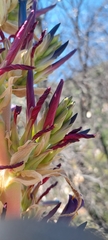 Puya coerulea
