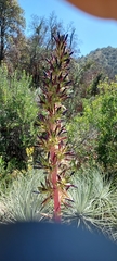 Puya coerulea