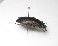 Carabus arvensis